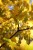 hanging_on_reduced